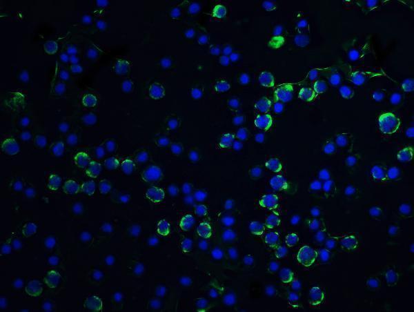 a00080 1 casp9 primary antibodies if testing 5