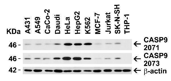 Independent Antibody Validation (IAV) via Protein Expression Profile in Human Cell Lines
Loading: 15 μg of lysates per lane