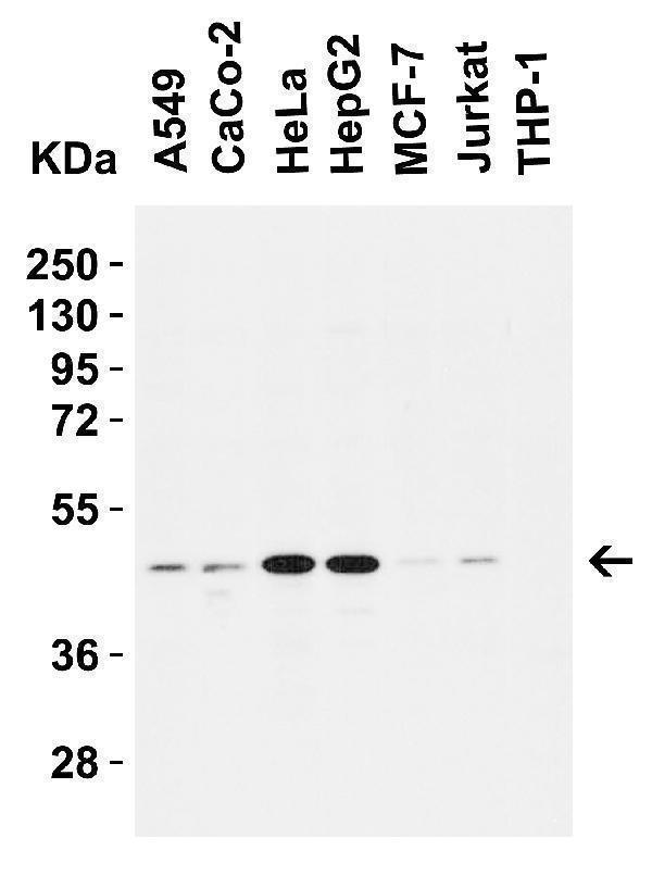 Western Blot Validation in Human Cell Lines
Loading: 15 μg of lysates per lane