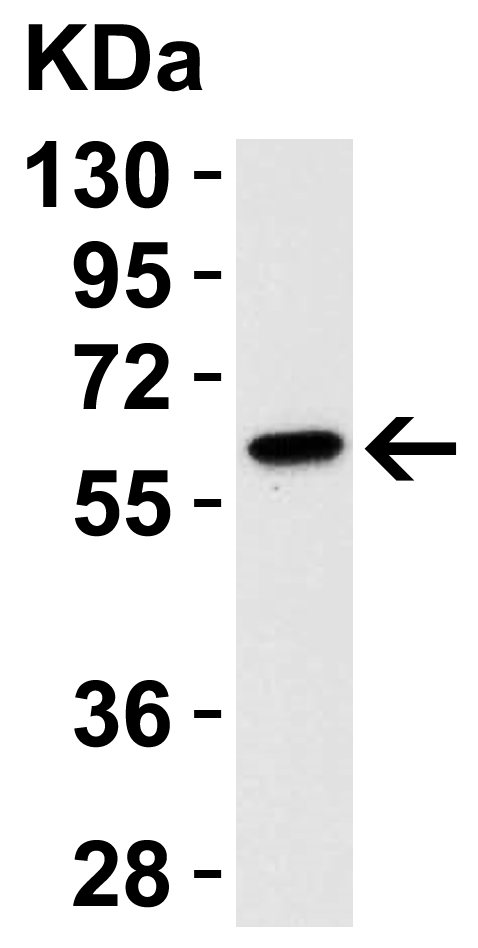 Western Blot Validation in Mouse Cell Line
Loading: 15 μg of 3T3/NIH cell lysate