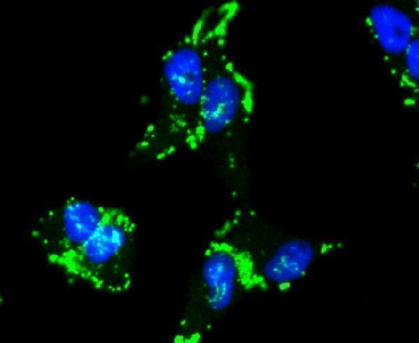 ICC staining Caspase-9 in Hela cells (green)