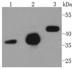 Western blot analysis of Caspase-9 on different lysates using anti-Caspase-9 antibody at 1/1,000 dilution