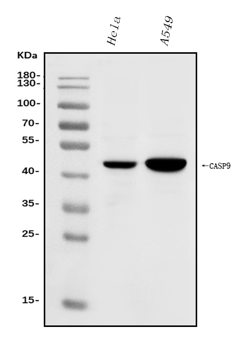a00080 5 casp9 primary antibodies wb testing 1