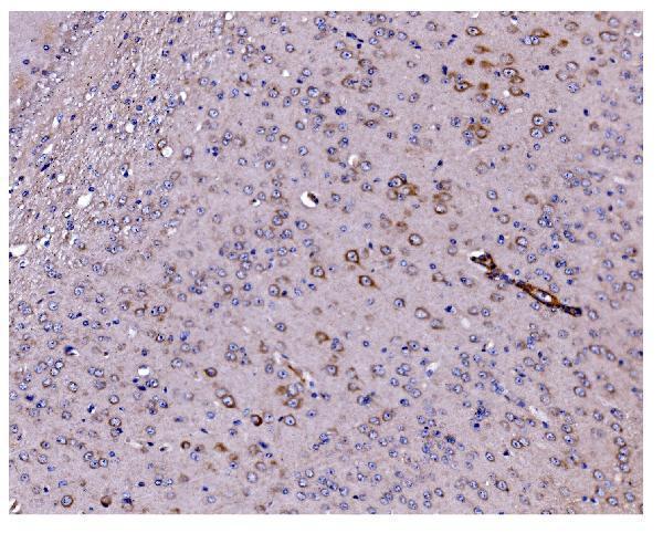a00080 7 casp9 primary antibodies ihc testing 4