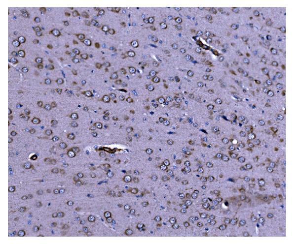 a00080 7 casp9 primary antibodies ihc testing 5