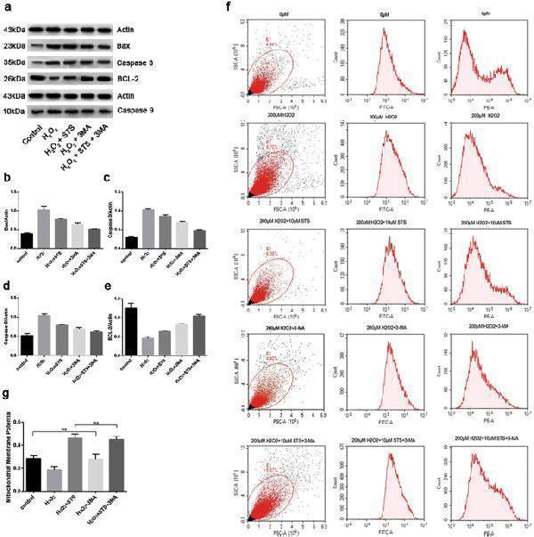 Effect of STS on intrinsic apoptosis-related factors in ARPE-19 cells under oxidative stress