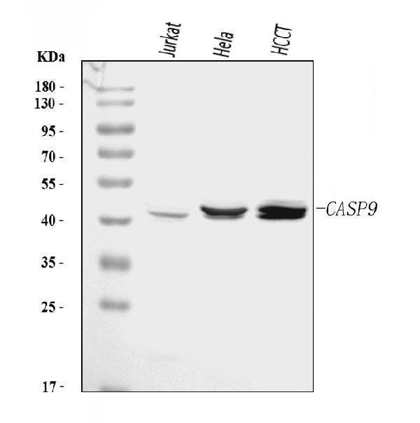  Western blot analysis of Caspase-9/CASP9 using anti-Caspase-9/CASP9 antibody (A00080-8)