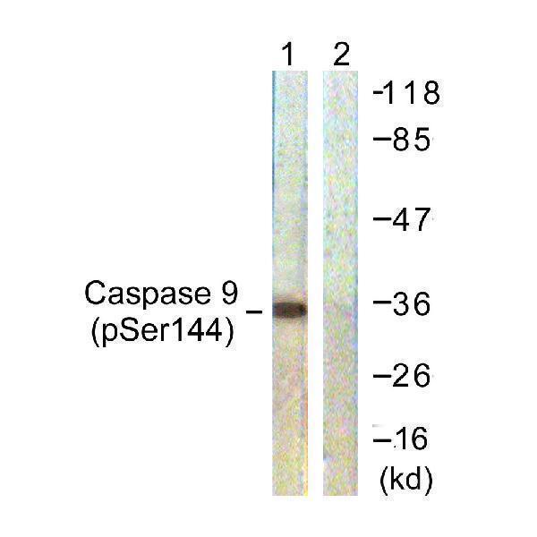 Western blot analysis of lysates from K562 cells, using Caspase 9 (Phospho-Ser144) Antibody