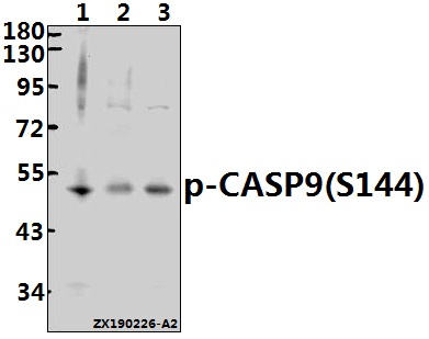 a00080s144 casp9 primary antiboties wb testing 1