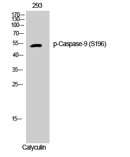 Western Blot analysis of 293 cells using Phospho-Caspase-9 (S196) Polyclonal Antibody diluted at 1:1000