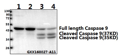 Western blot (WB) analysis of Caspase 9 (Tyr153) polyclonal antibody at 1:500 dilution
Lane1:LO2 whole cell lysate(40ug)
Lane2:L02 treated with PBS(1×PBS,PH7