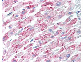 a00081 2 app primary antibodies ihc testing 3