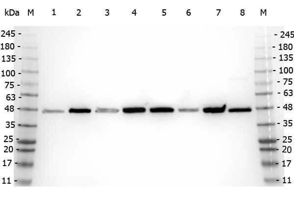 a00081 2 app primary antibodies wb testing 4