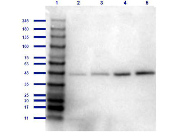 a00081 2 app primary antibodies wb testing 7