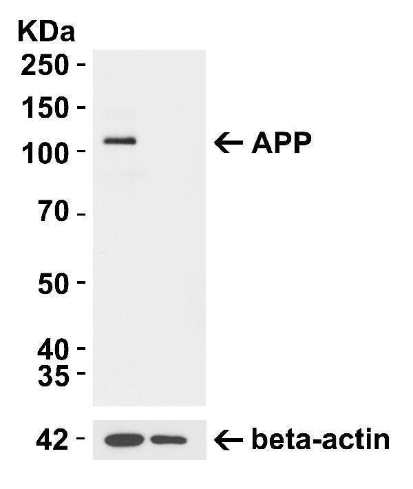 APP KO Validation in 293T CellsLoading: 10 μg of lysate 
Antibodies: APP A00081, 0
