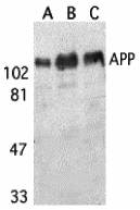 Western blot analysis of APP in (A) human, (B) mouse, and (C) rat brain tissue lysates with APP antibody at 1 μg/mL
