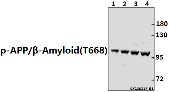 a00081t668 1 app primary antiboties wb testing 1