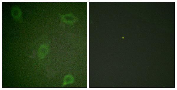a00081t743 app primary antibodies if testing 6