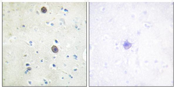 a00081t743 app primary antibodies ihc testing 5