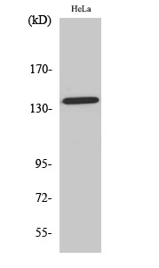 a00081t743 app primary antibodies wb testing 2