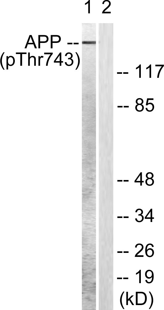 a00081t743 app primary antibodies wb testing 3