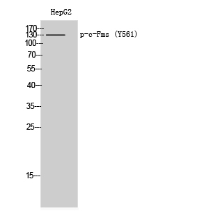 Western Blot analysis of HepG2 cells using Phospho-c-Fms (Y561) Polyclonal Antibody