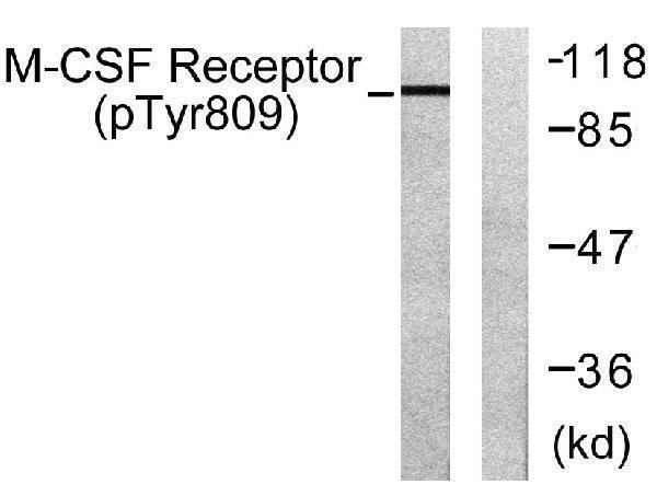 Western blot analysis of lysates from 293 cells treated with LPS 100ng/ml 30