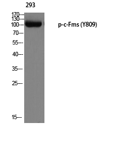 Western blot analysis of 293 using p-c-Fms (Y809) antibody