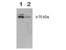 Boster's anti-Cox2 is shown to detect Cox-2 present in Cox-2 transfected Sf9 cell extract (lane 1) and IL-1ß induced WISH cell extract (lane 2)