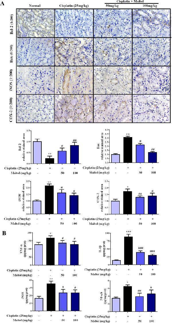 Effects of maltol on the levels of inflammation cytokines in cisplatin-induced renal toxicity