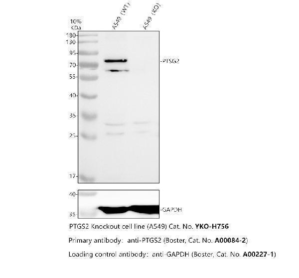 a00084 2 ptgs2 primary antibodies wb testing 2