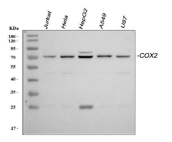 a00084 cox2 primary antibodies wb testing 1
