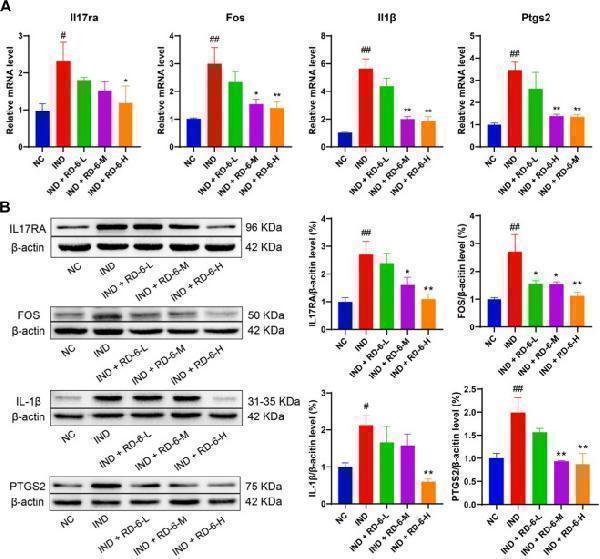 a00084 fphar 14 1181133 g006