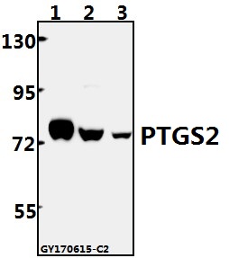 Western blot (WB) analysis of Cox-2 (T594) polyclonal antibody at 1:500 dilution
Lane1:CT26 whole cell lysate(20ug)
Lane2:PC12 whole cell lysate(40ug)
Lane3:Hela whole cell lysate(40ug)