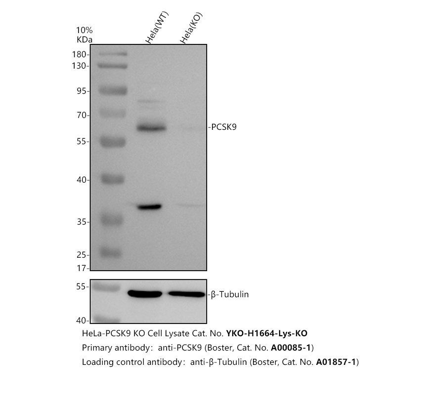 a00085 1 pcsk9 primary antibodies wb testing 2