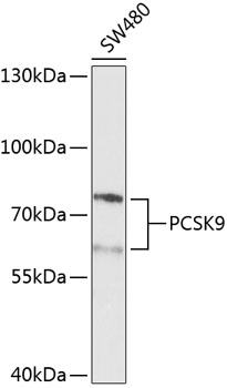 Western blot analysis of extracts of various cell lines, using Proprotein Convertase 9 antibody  at 1:1000 dilution