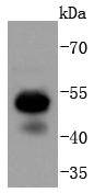 Western blot analysis of RUNX1+RUNX2+RUNX3 on Jurkat cells lysates using anti-RUNX1+RUNX2+RUNX3 antibody at 1/1,000 dilution