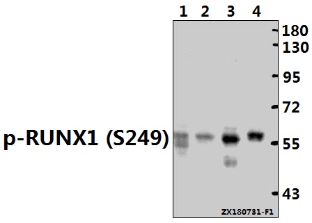 Western blot (WB) analysis of p-RUNX1 (S249) pAb at 1:500 dilution
Lane1:3T3-L1 whole cell lysate(40ug)
Lane2:The Thymus tissue lysate of Rat(40ug)
Lane3:K562 whole cell lysate(40ug)
Lane4:Myla2059 whole cell lysate(40ug)
