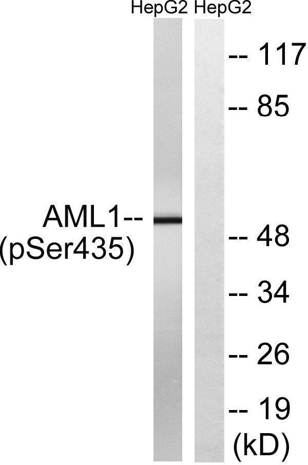 Western blot analysis of lysates from HepG2 cells treated with PMA 125ng/ml 30', using AML1 (Phospho-Ser435) Antibody