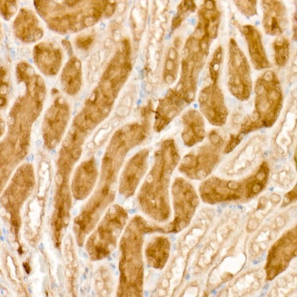 Immunohistochemistry of paraffin-embedded mouse kidney using HGF Rabbit pAb  at dilution of 1:50 