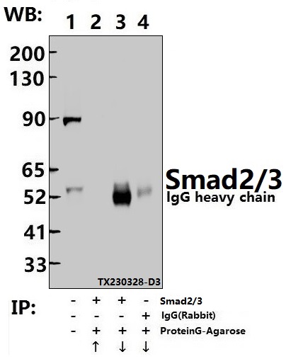 Immunoprecipitation of HEK293T cell lysates using Smad2/3 (S2) pAb (Sepharose Bead Conjugate)#BD0048 (lane 2 and lane 3) and Nonspecific IgG  Control (Sepharose Bead Conjugate)#BD0048 (lane 4) 