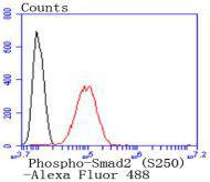 Flow cytometric analysis of Hela cells with Phospho-Smad2 (S250) antibody at 1/50 dilution (red) compared with an unlabelled control (cells without incubation with primary antibody; black)
