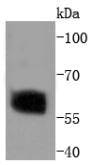 Western blot analysis of Phospho-Smad2 (S250) on Hela cells lysates using anti-Phospho-Smad2 (S250) antibody at 1/1,000 dilution