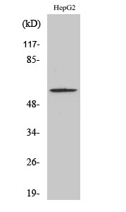 Western Blot analysis of HepG2 cells using Phospho-Smad2 (S467) Polyclonal Antibody diluted at 1:500