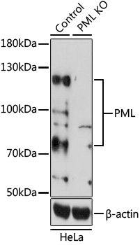 Western blot analysis of extracts from normal  and PML knockout  HeLa cells, using PML antibody  at 1:1000 dilution
