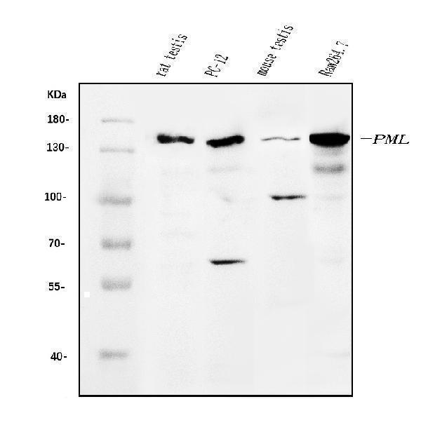  Western blot analysis of PML Protein/Pml using anti-PML Protein/Pml antibody (A00093-2)