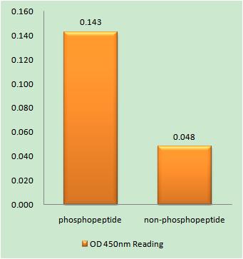 Enzyme-Linked Immunosorbent Assay (Phospho-ELISA) for Immunogen Phosphopeptide (Phospho-left) and Non-Phosphopeptide (Phospho-right), using E2A (Phospho-Thr355) Antibody
