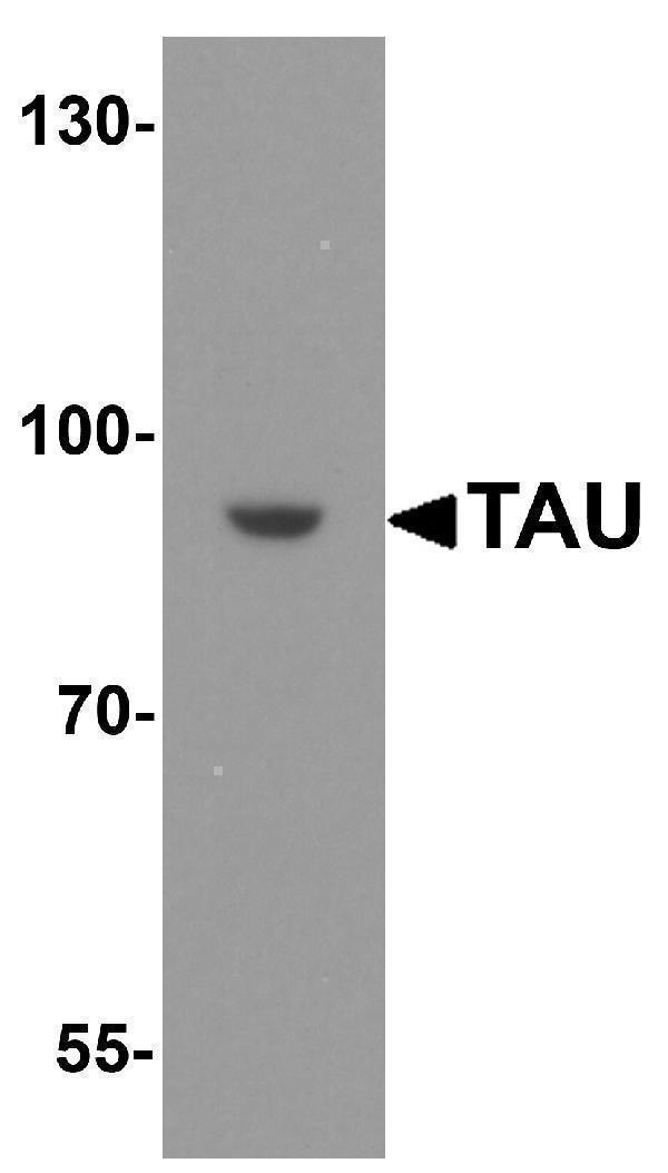 a00097 tau primary antibodies wb testing 1