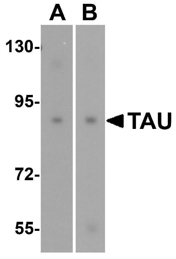 a00097 tau primary antibodies wb testing 4