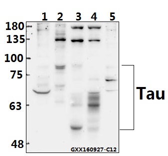 a00097s208 mapt primary antiboties wb testing 1